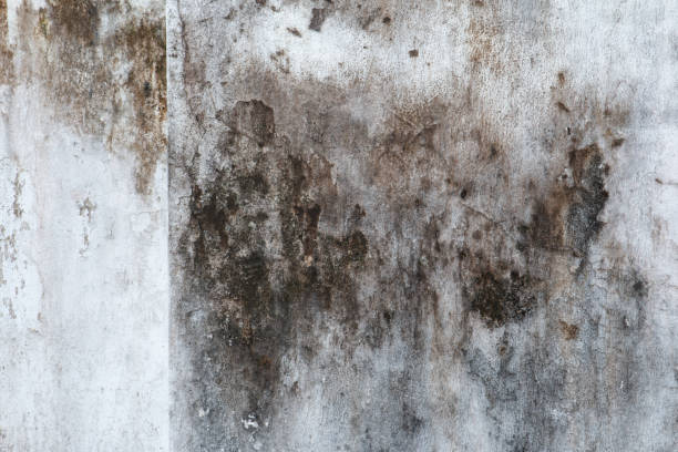 Reliable Morgan Hill, PA Mold Removal Solutions
